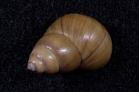 藏品(石田螺)的圖片